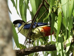 Platycercus venustus