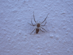 Oxyopes kraepelinorum