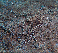 Thaumoctopus mimicus