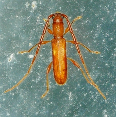 Heterachthes quadrimaculatus