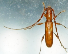 Heterachthes quadrimaculatus