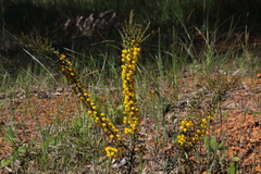 Acacia leptospermoides
