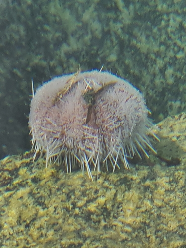 Photo of Collector urchin (Tripneustes gratilla)