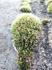 Grimmia pulvinata