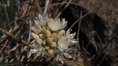 Allium amplectens