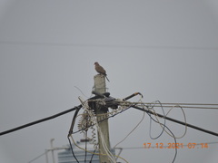 Streptopelia senegalensis