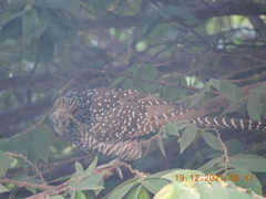 Eudynamys scolopaceus