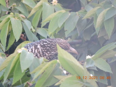 Eudynamys scolopaceus