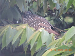 Eudynamys scolopaceus