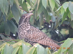 Eudynamys scolopaceus