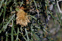 Banksia wonganensis