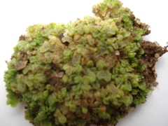 Riccia cavernosa