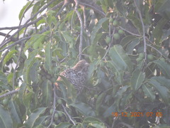 Eudynamys scolopaceus