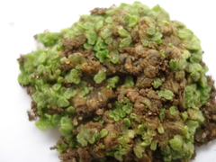 Riccia cavernosa