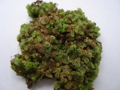 Riccia cavernosa