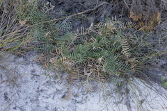 Banksia arctotidis