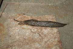 Limax conemenosi