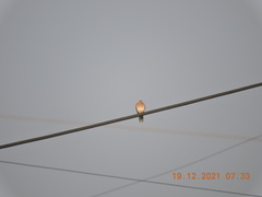 Streptopelia senegalensis