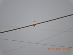 Streptopelia senegalensis