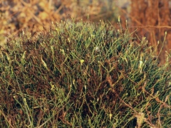 Launaea lanifera