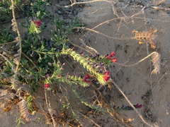 Echium sabulicola