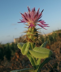 Centaurea seridis