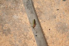 Plinachtus imitator