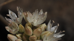 Allium amplectens