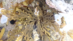 Xiphophora chondrophylla