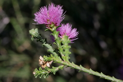 Melaleuca scitula
