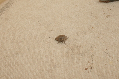 Odontotarsus