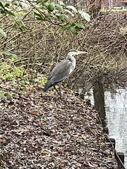 Ardea cinerea