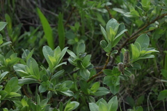Salix pantosericea