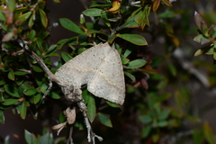 Nearcha nullata