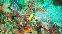 Crimora papillata