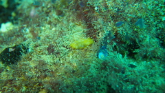 Doriopsilla areolata