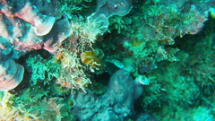Yungia aurantiaca