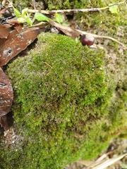 Eucladium verticillatum