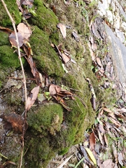 Eucladium verticillatum