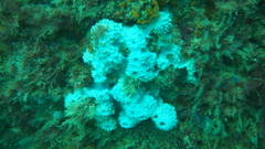 Dysideidae