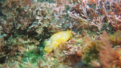 Doriopsilla areolata