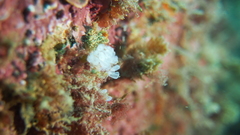 Pycnoclavella
