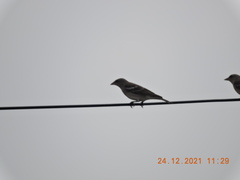 Gymnoris xanthocollis