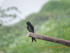 Dicrurus macrocercus