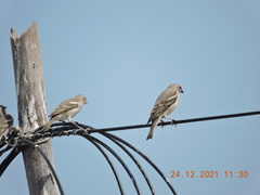 Gymnoris xanthocollis