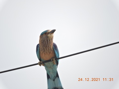 Coracias benghalensis