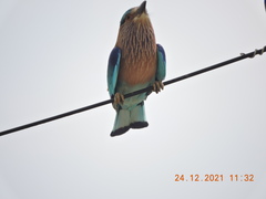 Coracias benghalensis