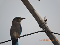 Coracias benghalensis