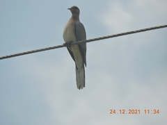 Streptopelia senegalensis