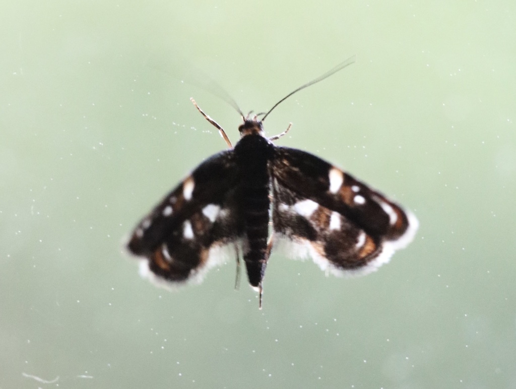 Hyperskeles choreutidea